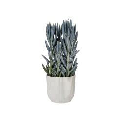 Elho Vibes Fold Round saksija 30x27 cm, svilenkasto bela | Outlet BGD
