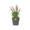 Elho Vibia ravna okrugla 30 cm saksija, antracit | Outlet BGD