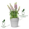 Elho Vibia ravna okrugla 30 cm saksija, antracit | Outlet BGD